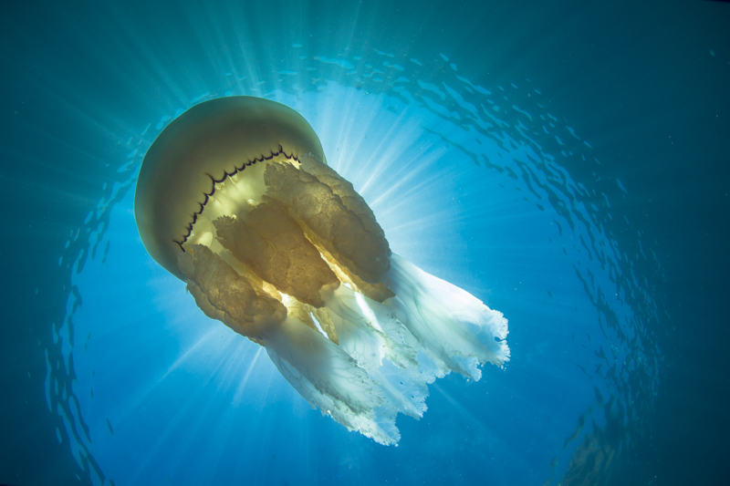 Mark Webster, Rhizostoma Jellyfish, BWPA 2015 Competition