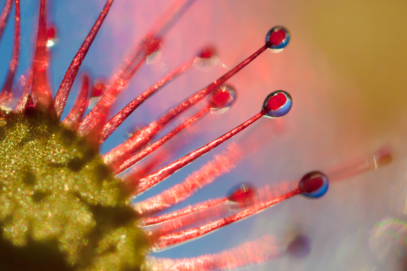 Alex Hyde, Round-leaved Sundew, BWPA 2015 Competition