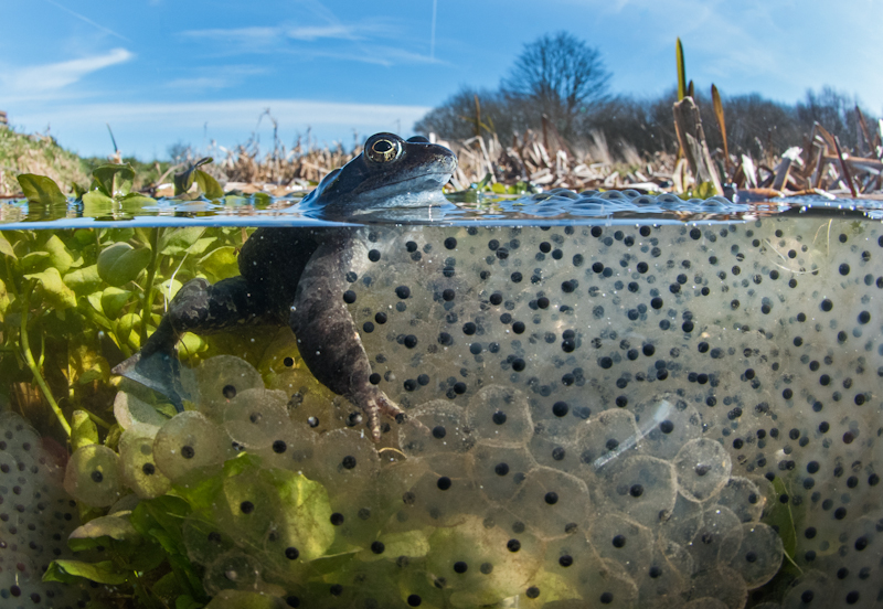 David Tipling, Frog with Spawn, BWPA 2015 Competition