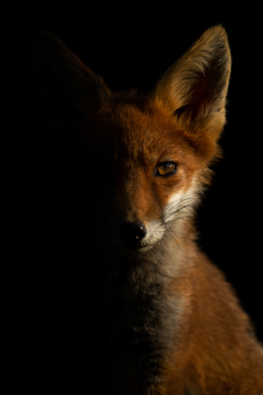Alannah Hawker, Division, BWPA 2015 Competition