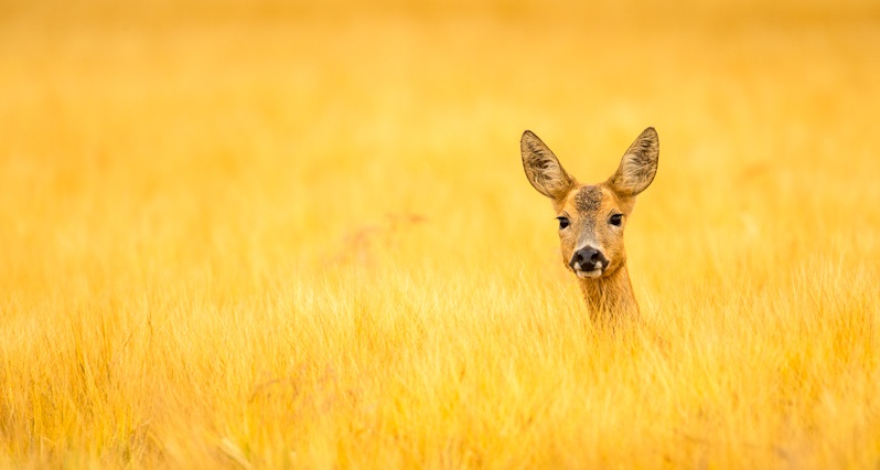 Julian Cox, Fields of Gold, BWPA 2105 Competition